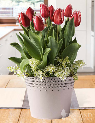 Burst of Crimson Potted Bulb Garden 