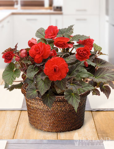 Bursting Begonias Basket living garden, indoor begonia garden, potted begonias, potted begonia garden, indoor garden gifts, garden gifts, gifts for gardeners