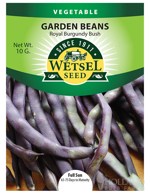 Bush Bean Royal Burgundy