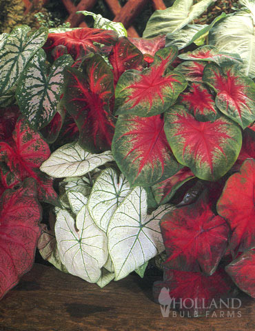 Caladium Mixed (5 per bag) 