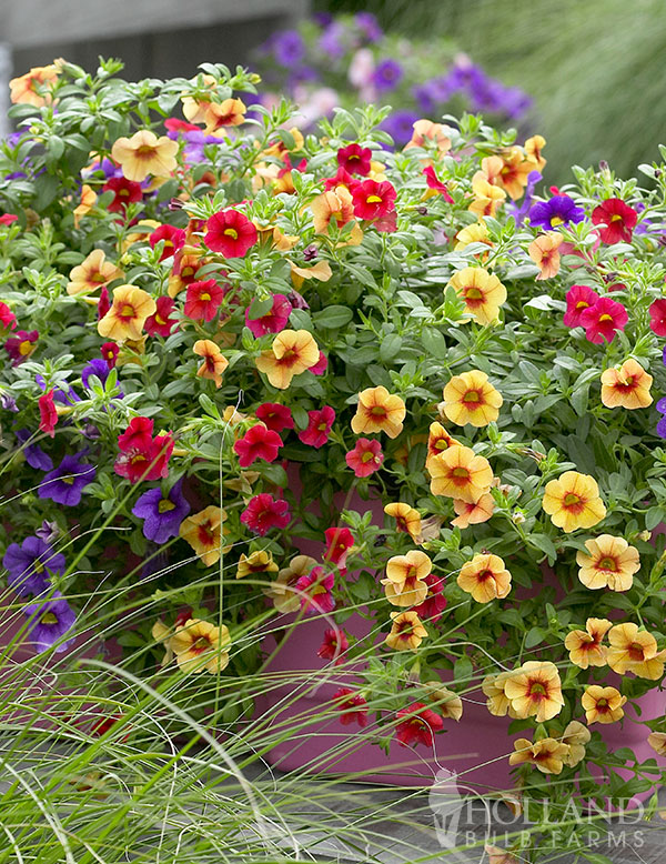 Calibrachoa Million Bells Gold and Bold Mix Plant Start 6-Pack