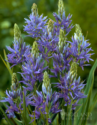 Camassia or Wild Hyacinth