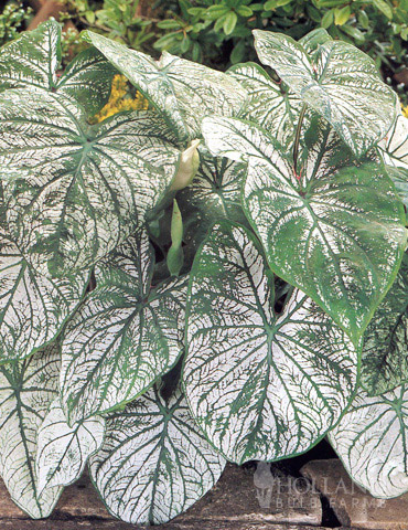 Candidum Caladium 