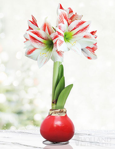 Candy Cane Waxed Amaryllis