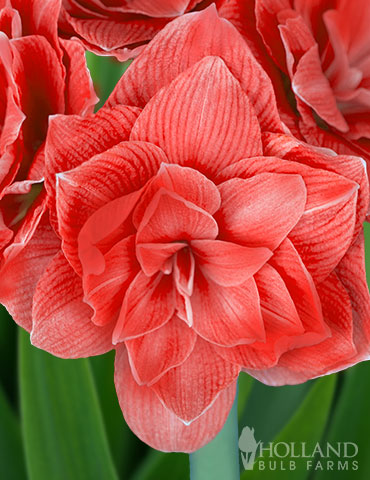 Candy Nymph Amaryllis 