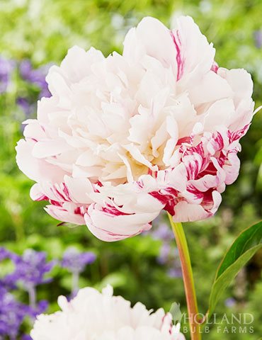 Candy Stripe Peony