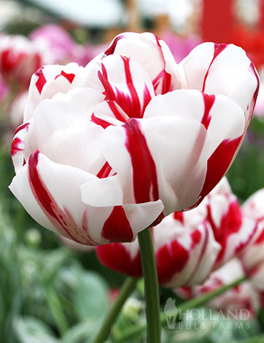 Carnaval de Nice Double Late Tulip 