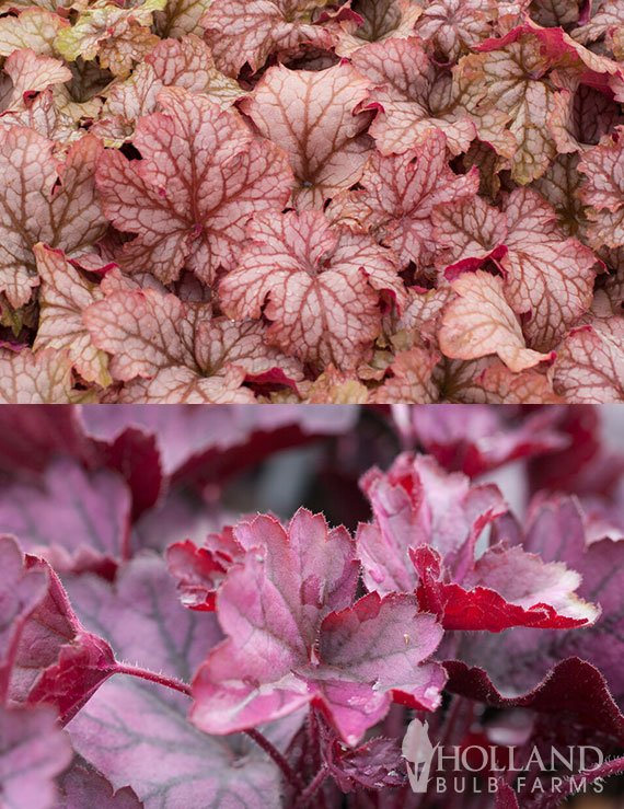 Carnival Heuchera Pre-Potted Duo