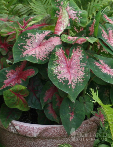 Carolyn Whorton Caladium 