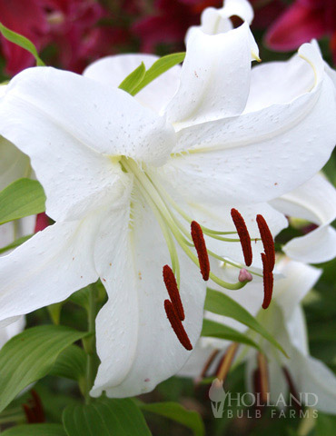 Casa Blanca Oriental Lily 