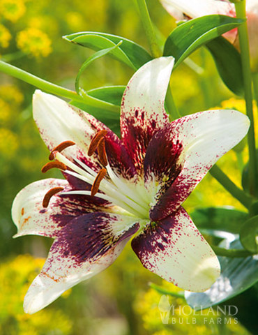 Cecil Asiatic Lily 