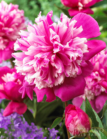 Celebrity Peony 