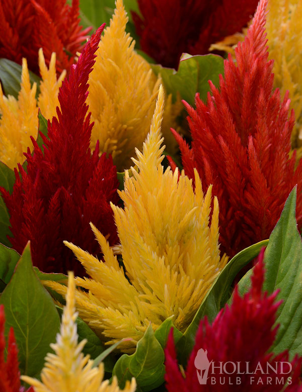 Celosia Set Flamma Mix Plant Start 6-Pack