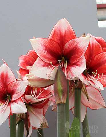 Charisma Amaryllis 