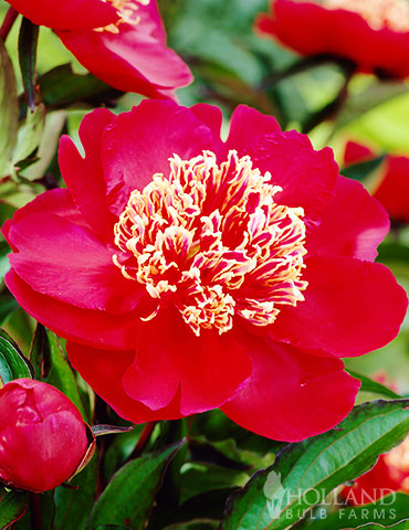 Charles Burgess Peony red peony, japanese peonies, double peonies, peonies for cut flowers, charles burgess peony, paeonia lactiflora charles burgess