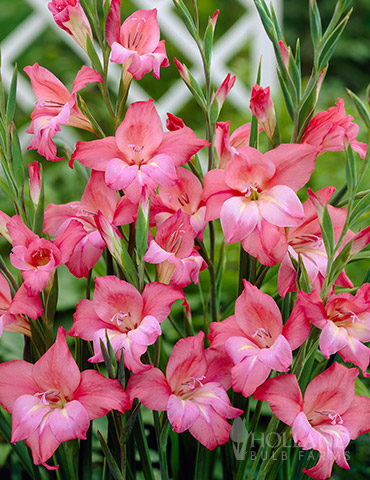 Charming Beauty Hardy Mini Gladiolus 