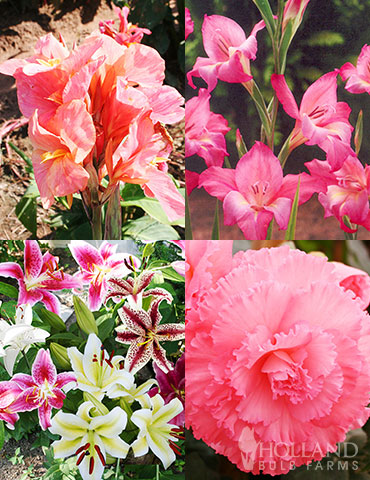 Charming Pink Summer Flowers Collection pink summer flowers, pink summer blooms, pink canna lilies, pink begonias, pink lilies, pink flowers that bloom in summer, fragrant pink blooms 