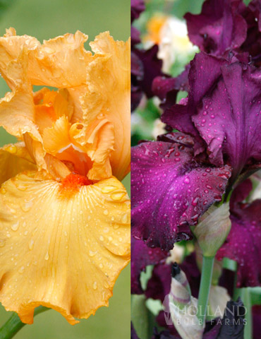 Cheerful Duo Bearded Iris Collection