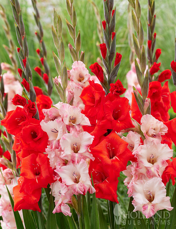 Cherry On Top Gladiolus Mix