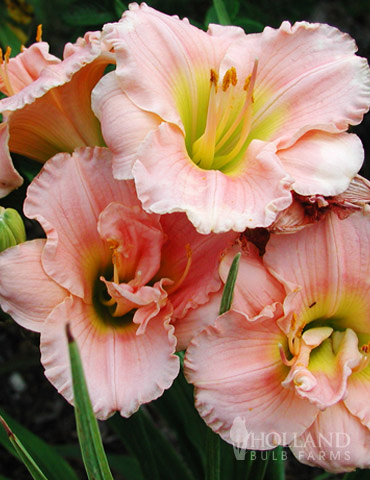 Childrens Festival Daylily 