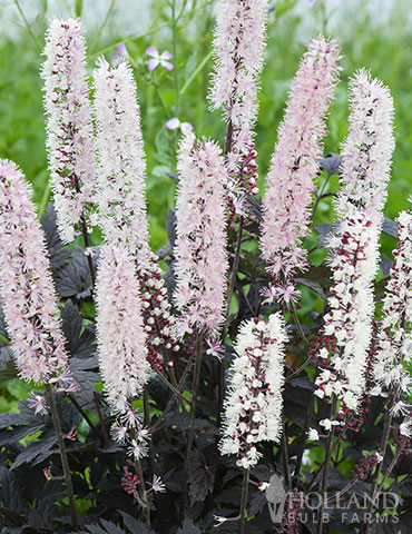 Chocoholic Snakeroot actaea chocoholic, shade perennials, perennials for wet soils, purple cimicifuga, purple snakeroot, plants with purple foliage, bugbane