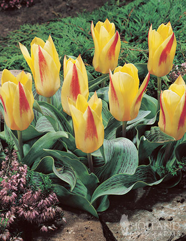 Chopin Kaufmannian Tulip 