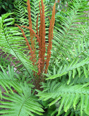 Cinnamon Fern 