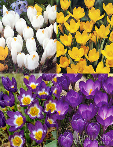 Classic Crocus Collection 