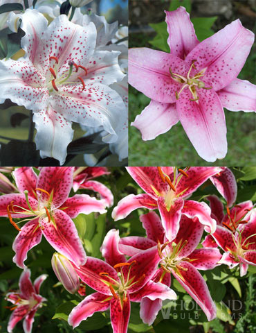 Classic Fragrant Lily Collection 