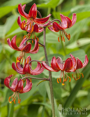 Claude Shride Martagon Lily 