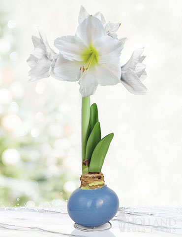 Clear Days Waxed Amaryllis 