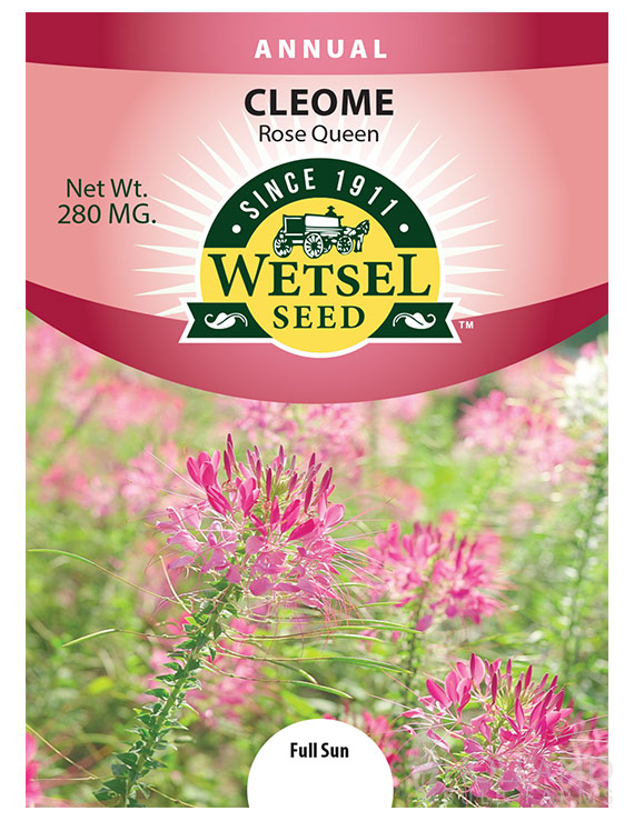 Cleome Rose Queen