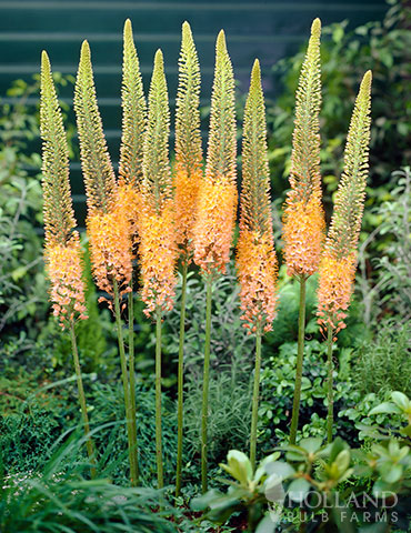 Cleopatra Orange Foxtail Lily 