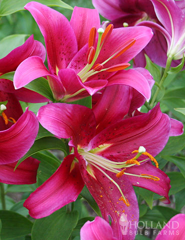 Cobra Oriental Lily Jumbo Pack 