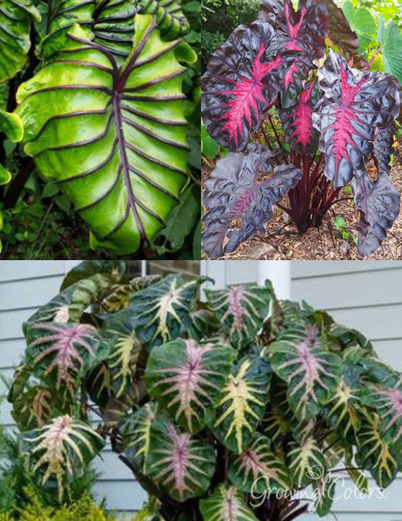 Colorful Elephant Ear Pre-Potted Trio