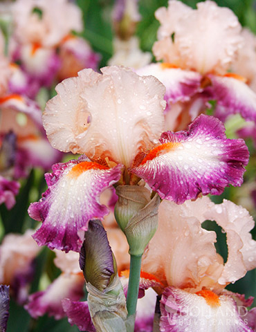 Come Away With Me Bearded Iris 