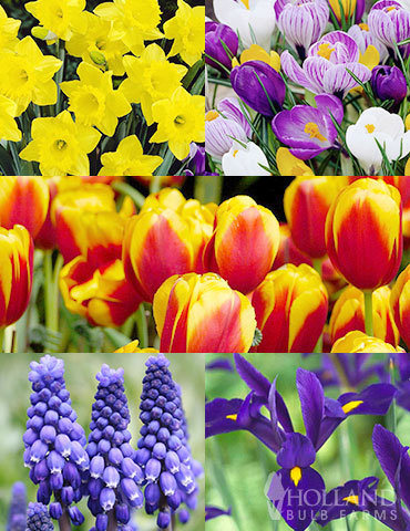 Complete Spring Flower Bulb Garden 