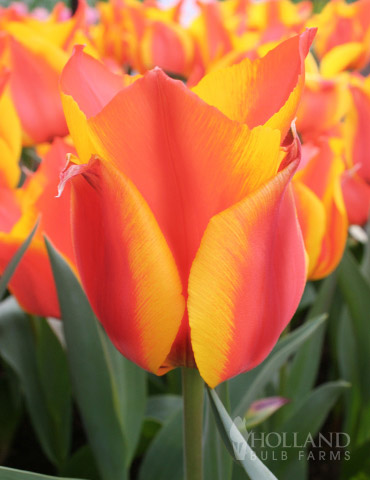 Compostella Bunch Flowering Tulip 