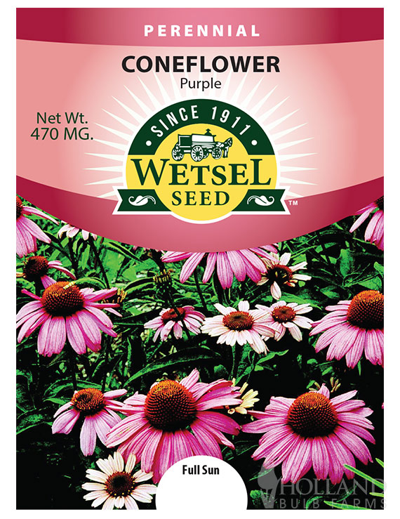 Coneflower Purple