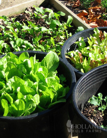 Container/Small Space Vegetable Garden 