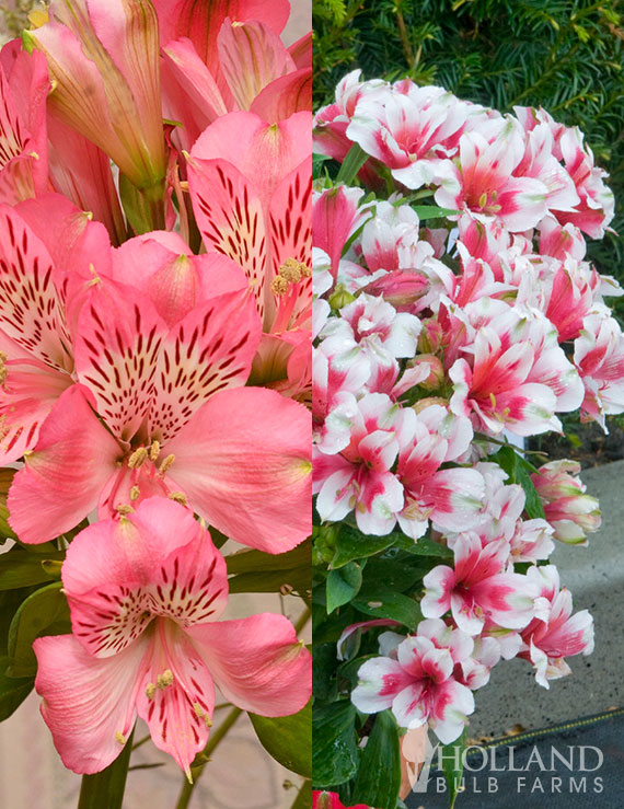 Coral Sunrise Alstroemeria Pre-Potted Duo