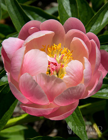 Coral Sunset Peony 