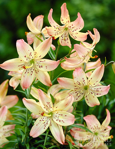 Corsage Tiger Lily