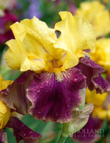 Country Charm Bearded Iris