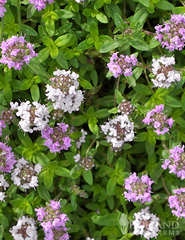 Creeping Thyme Ground Cover Seed Mat 