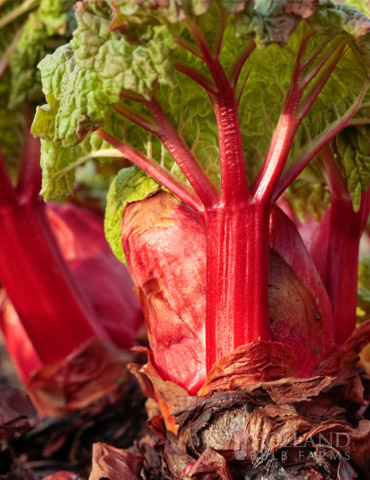 Crimson Red Rhubarb 