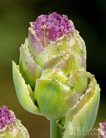 Crispa Purple Tower Tulip fringed tulips, unqiue tulips, crispa tulips, purple tower tulips, double tulips, fringed tulips, green tulips