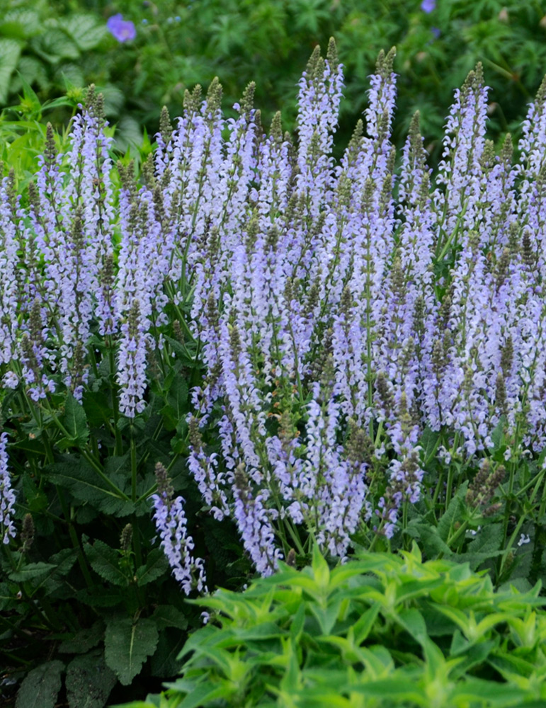 Crystal Blue Salvia 