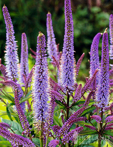 Cupid Culvers Root culvers root, veronicastrum virginicum, veronicastrum virginicum cupid, moisture tolerant perennials, native perennials, perennials that attract butterflies