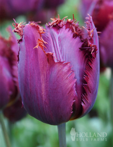 Curly Sue Fringed Tulip 